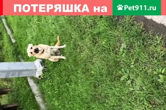 Собака в Хабаровске: синий ошейник, мальчик, истощен.