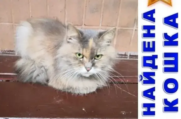 Найдена ласковая кошка на ул. Типанова, СПб.