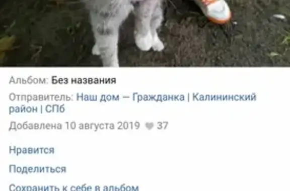 Найдена кошка на ул. Демьяна Бедного, СПб