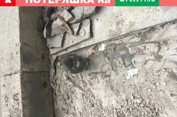 Найдена русская голубая кошка на Новокузнецкой