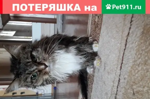 Кошка с защитой лап в Тюмени, ул. Муравленко