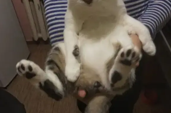 Потерянные животные Владивосток, фото: Пропал кот Тимофей на м. Вятлина, вознаграждение гарантируем!