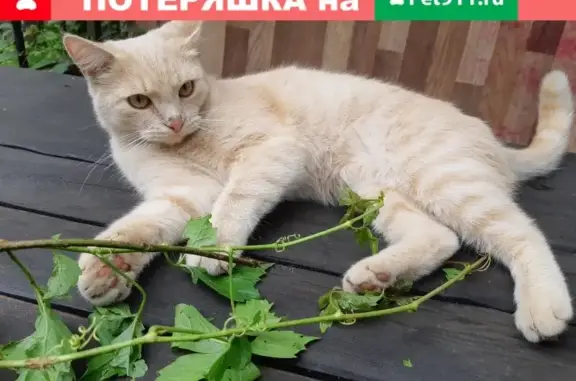 Пропал кот Персик, адрес: Павловский Посад, М. Горького 2-й пер.