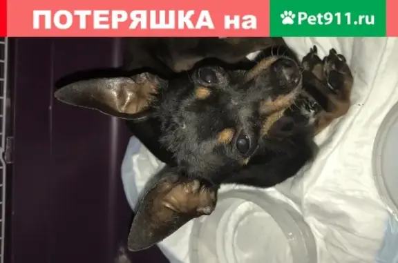 Найдена собака, Москва, фото: Найден Тойчик Малчик на ул. Народного Ополчения 16, Москва.