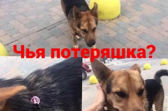 Найдена собака в районе Сокола, Ростов-на-Дону