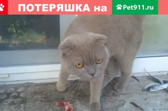 Найдена кошка в районе Локомотива, ищем хозяина