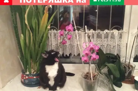 Пропала стерилизованная кошка в Новосибирске на ул. жемчужной.