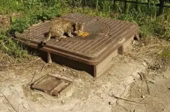 Потерянная бенгальская кошка на ул. Варшавская и Костюшко, СПб