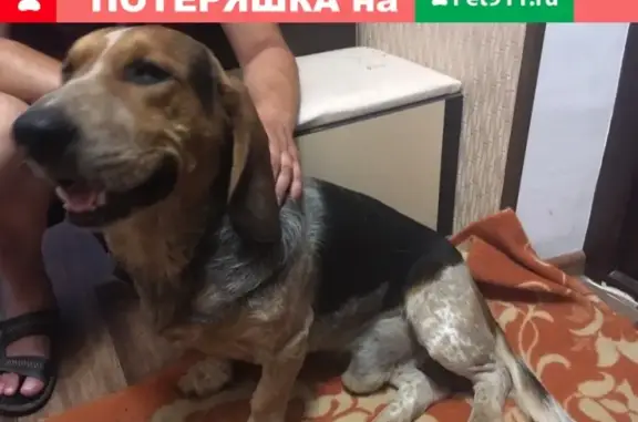 Найдена собака в районе Ташла, Ставрополь