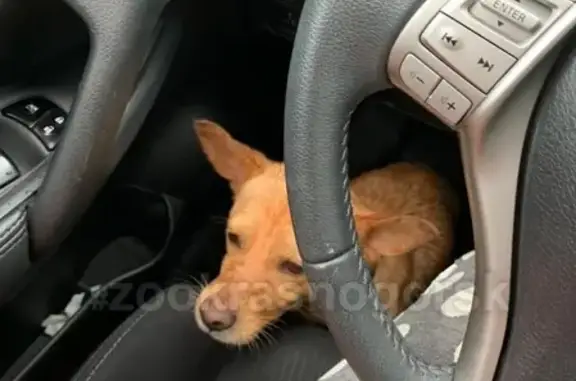 Найдена собака на трассе Красногорск в ошейнике