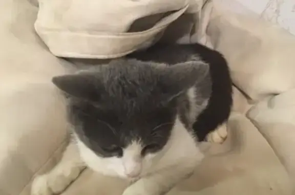 Найдена кошка на Гагарина в Иваново