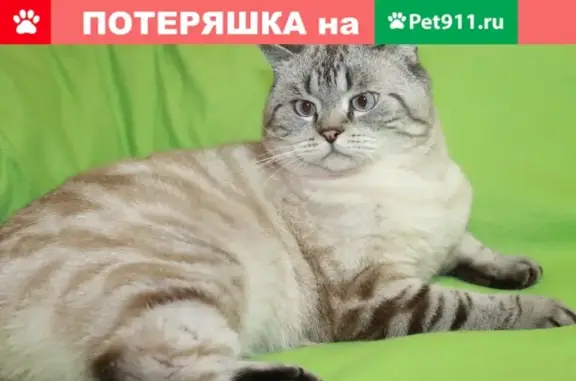 Пропал кот в Ростове, нужно специальное питание. Мясникован, Северный.