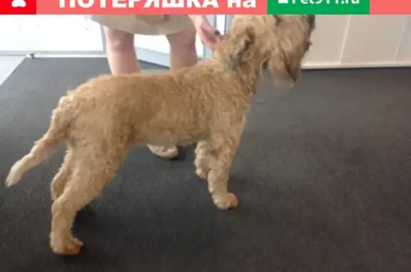 Собака найдена в районе Менделеева, Сколково