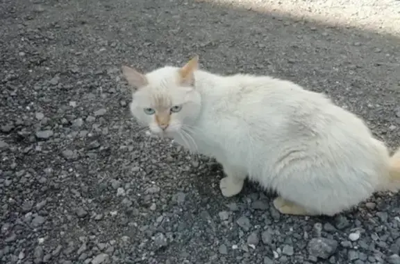 Найдена кошка, серый окрас, Нижний Новгород