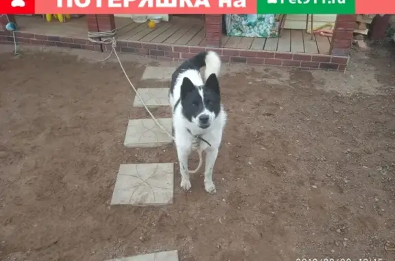 Найдена собака в Первомайском поселке, нужна помощь!