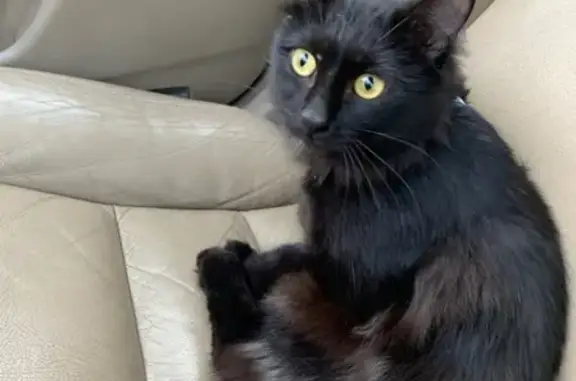 Найден чёрный кот на Ярыгинской, нужен дом.