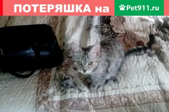 Кошки потеряшки, Москва, фото: Потеряшка кошка Соня, Москва, Открытое шоссе, 5к4