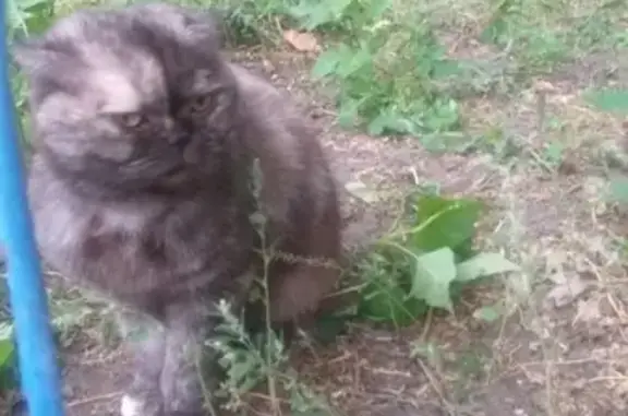 Найдена кошка на ул. Кирова 24 в Омске