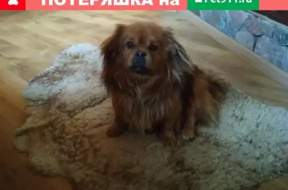 Пропала собака Скуби на ул. Маяковского, Браслав, Беларусь
