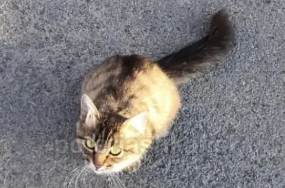 Найдена кошка на улице Северная в Заельцовском районе