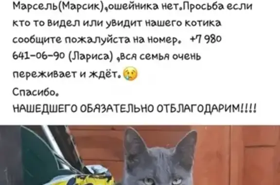 Пропала кошка Марсик в поселке Великооктябрьский, Тверская область
