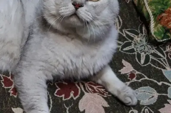Найден британский кот в Сергиевом Посаде