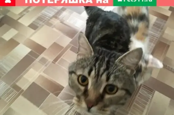 Найдена кошка, Коларово, фото: Найден домашний кот в Коларово, Томская область