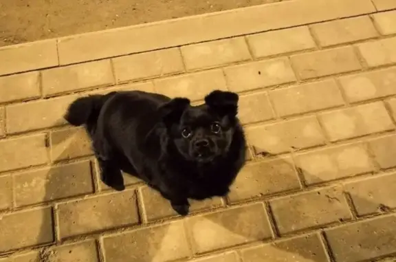 Найдена собака в ЖК Олимп, г. Клин #Помогаем_информационно