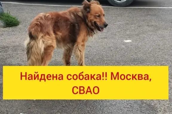 Найдена собака на ул. Широкая, Москва, СВАО!