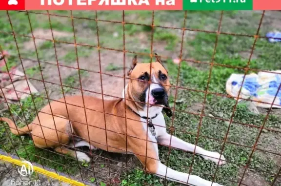 Найдена домашняя собака в Лубне, Смоленская обл.