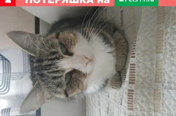 Кошки потеряшки, Новосибирск, фото: Потеряшка кошка на улице Петухова, 14/8
