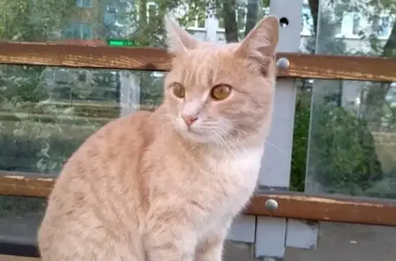 Найден рыжий кот на Сухой Самарке