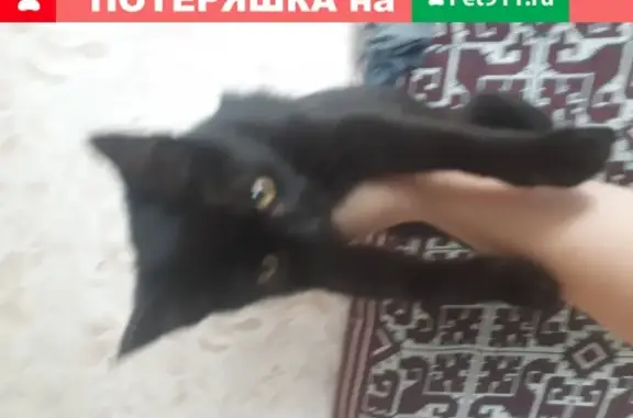 Найдена кошка на улице Солодухино в Гатчинском районе