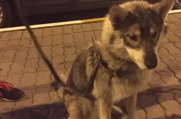 Найдена собака в Железнодорожном, похожая на волка
