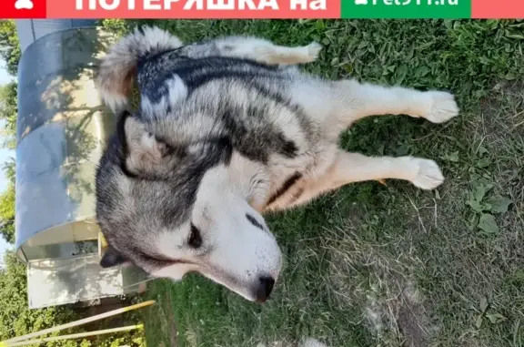 Пропала собака Гретта в Боре, Нижегородская обл.