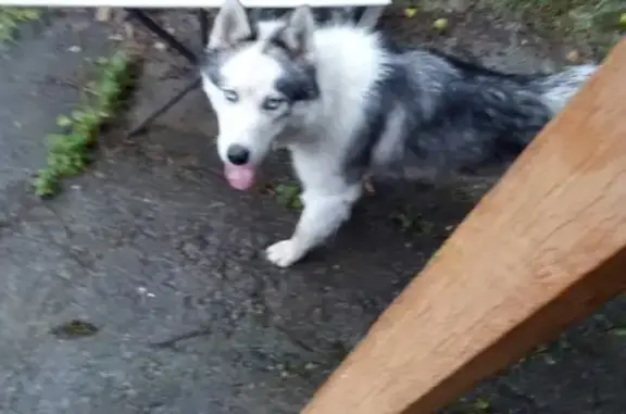 Собака найдена в саду Бутаки, ищем хозяина!