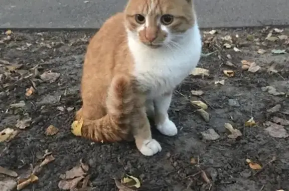 Кошка найдена в парке им. Свердлова, Нижний Новгород