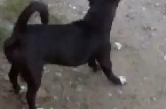 Пропала собака в Туапсе, Чихуахуа с белым пятном на груди.