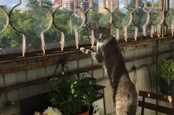 Кошки потеряшки, Москва, фото: Потеряшка кошка в Москве, Можайское шоссе, 4к1