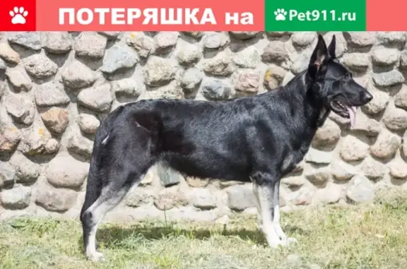 Пропала собака Бона в лесу у д. Акулово, Кубинка-10, Московская обл.