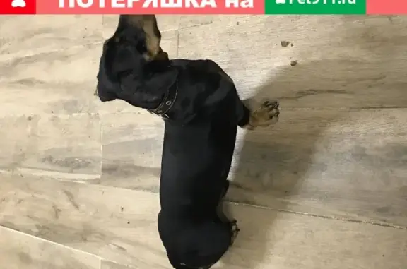 Найдена собака на ул. Красноармейская в Белгороде