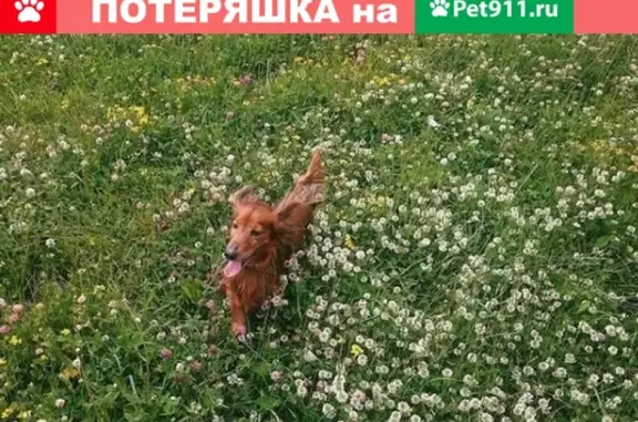 Собаки потеряшки, Москва, фото: Потеряшка собака Такса Берт, адрес: НИИДАР, м. Преображенская площадь.