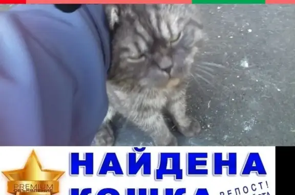Ласковый котик у дома на Нижегородской