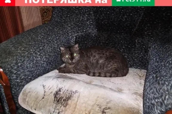 Найдена кошка в Самаре на Полевой, ищем хозяина