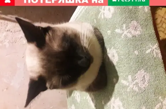 Пропала кошка Мускат на ул. Бориса Михайлова, д.25, Севастополь.