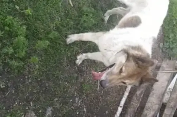 Пропала собака в Челябинской области #потерянные #лайка