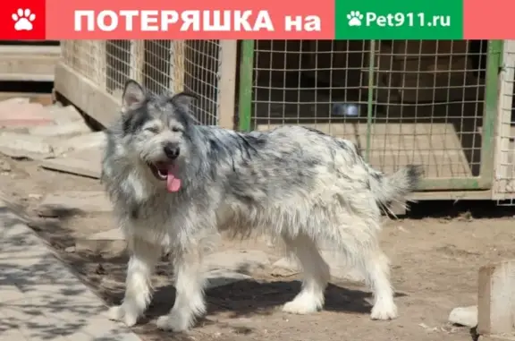Пропала собака в деревне Головачево, Луховицкий район