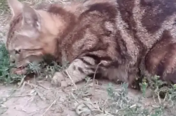 Кошки потеряшки, Колпашево, фото: Потеряшка кошка в Колпашево, Томская обл.