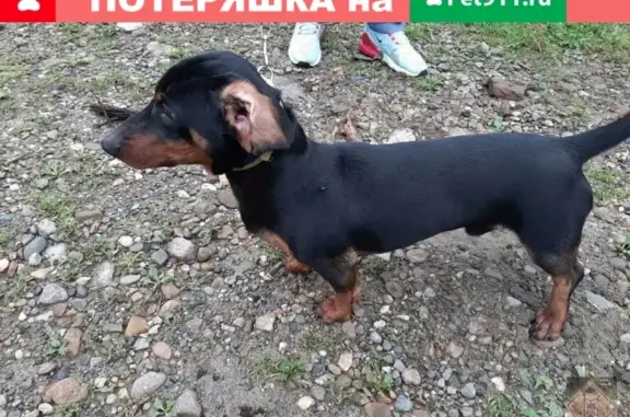 Найдена собака в Орджоникидзевском районе - такса, мальчик!