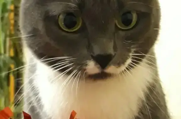 Потерянные животные Санкт-Петербург, фото: Пропала стерилизованная домашняя кошка на пр. Металлистов (СПб)